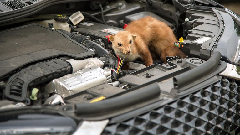 Marder vs. Auto: Mehr Bisse, höhere Schäden (© Adobe Stock/Danny S.)