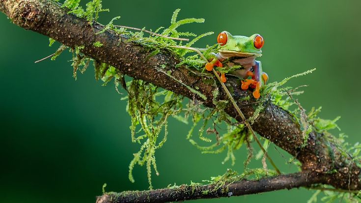 Dossier Biodiversität