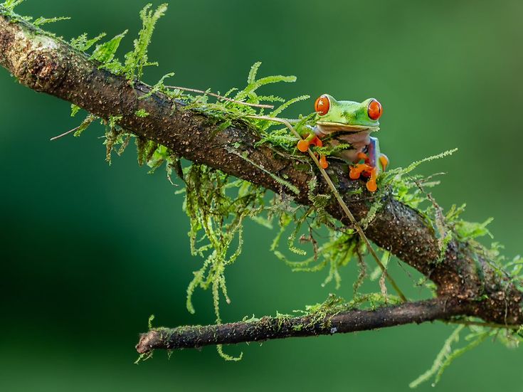 Dossier Biodiversität